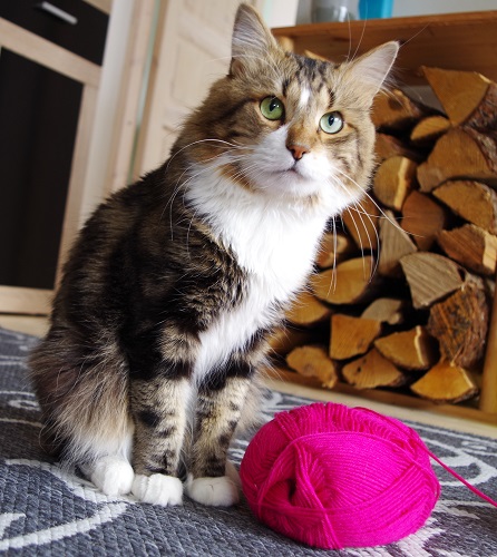 behind the scenes aka boss of Pattern Duchess